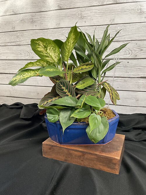 Large Dish Garden