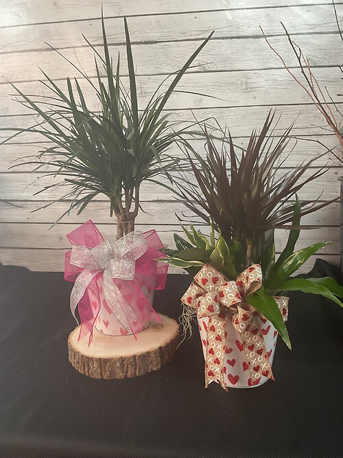 Valentine Plant (Assortment)