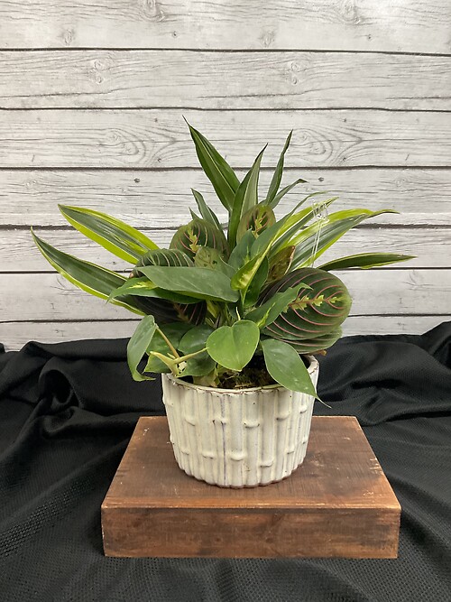 Plants/Dish Gardens