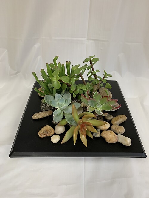 Succulent Garden