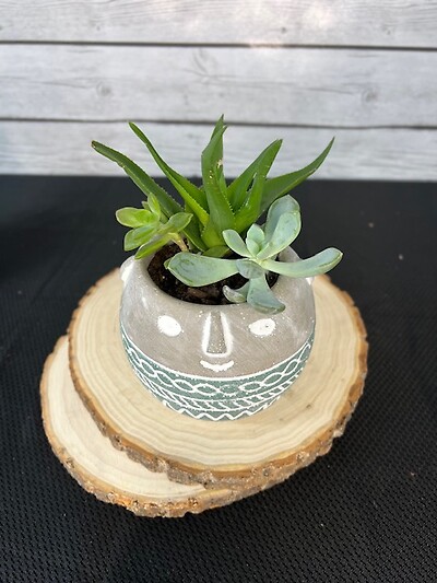Succulents in face pot