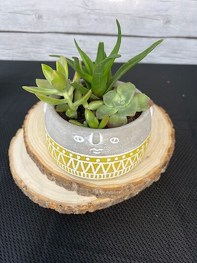 Succulents in face pot