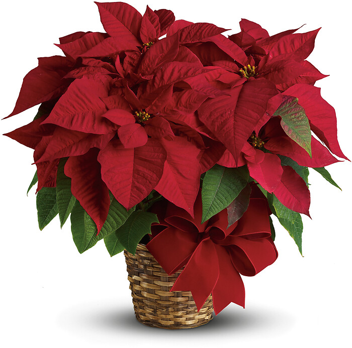 6&quot; Red Poinsettia in Basket