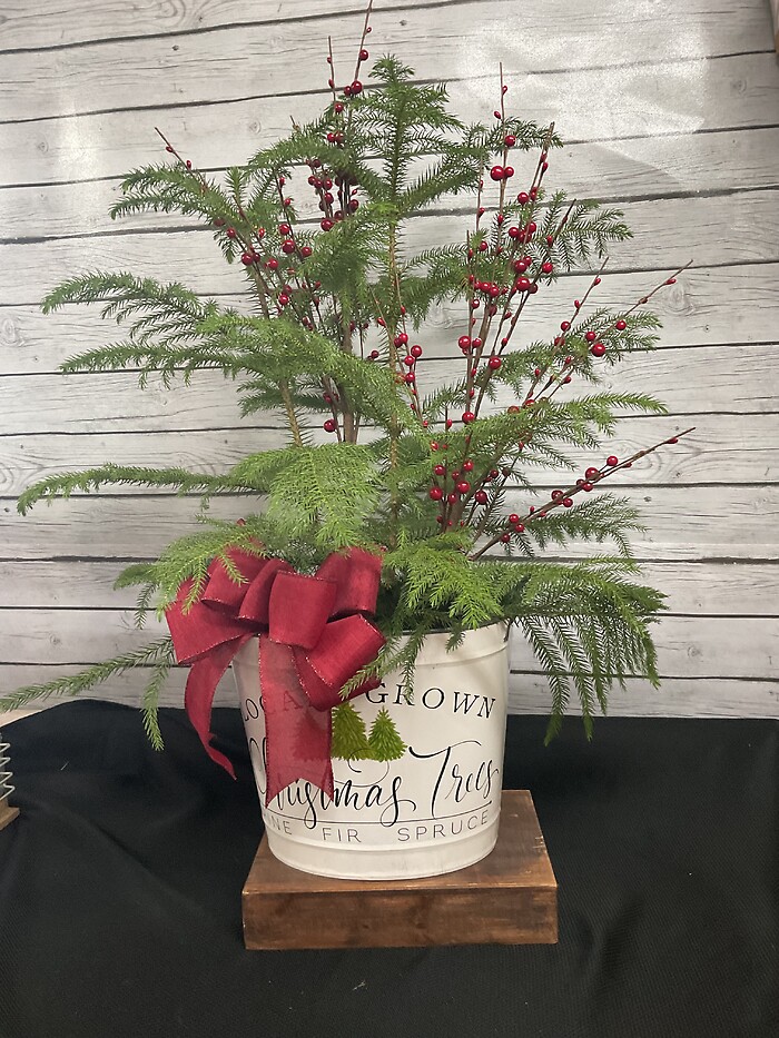 Norfolk Island Pine in a tin