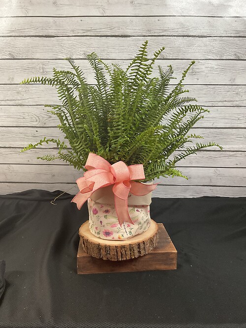 6” Fern