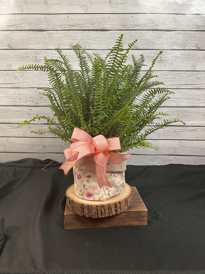 6” Fern