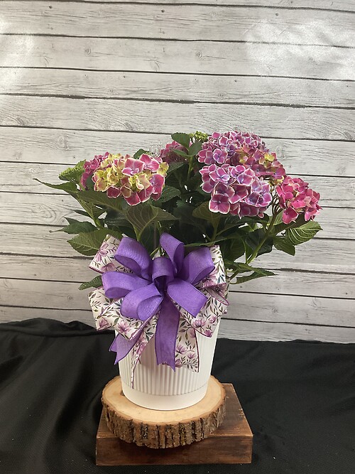 Hydrangea Plant
