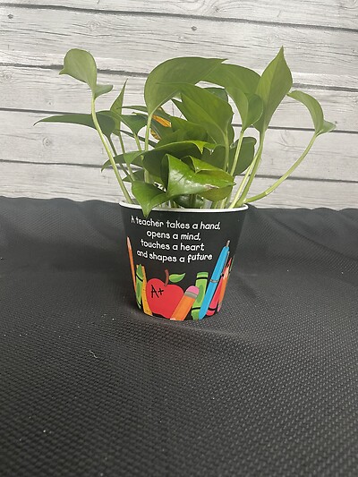 4&#039; Plant in #1 Teacher container