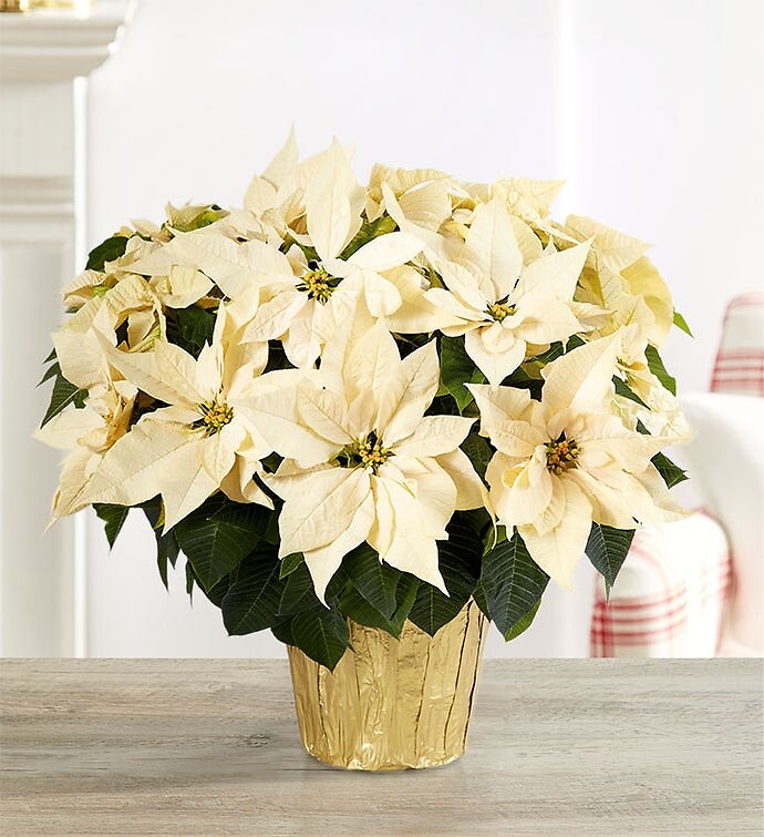 8&quot; White Poinsettia