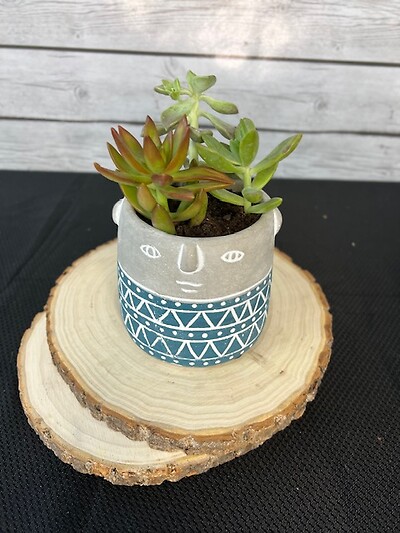 Succulents in face pot